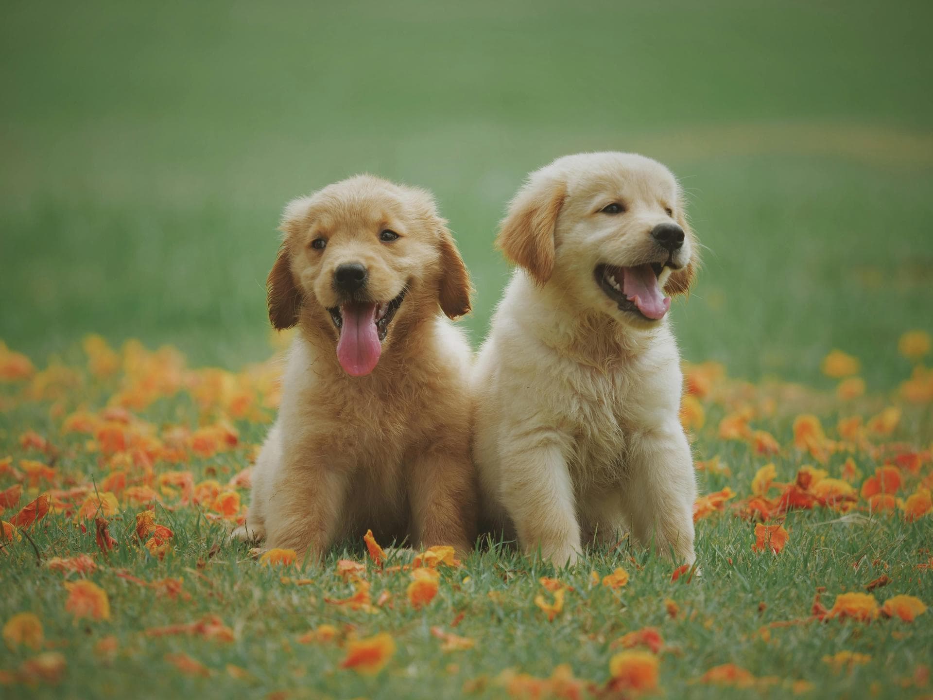 Dog Spay Castrate Neutering Prices in Wrexham