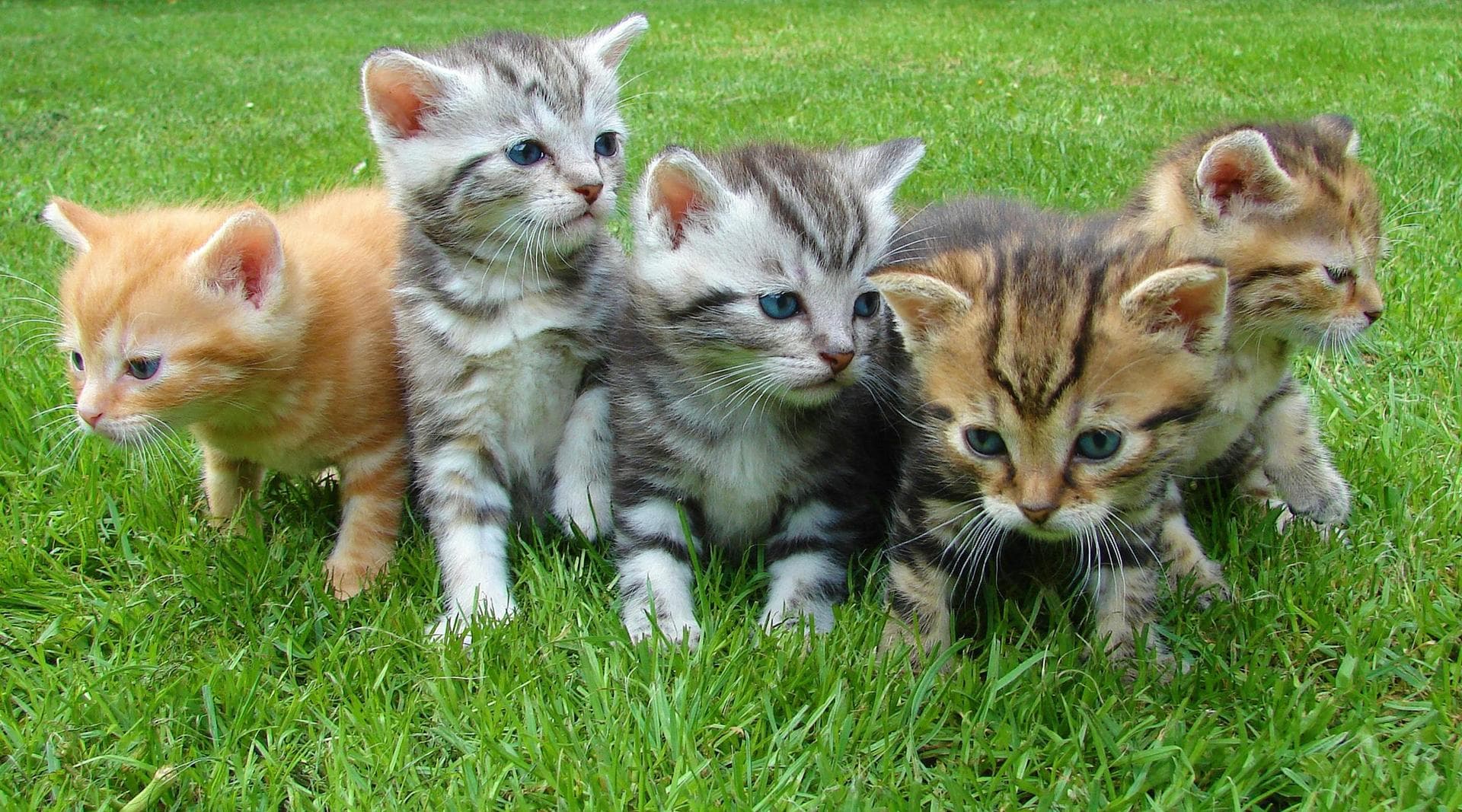 Cat Kitten Vaccinations Feline Leukaemia Prices in Wrexham