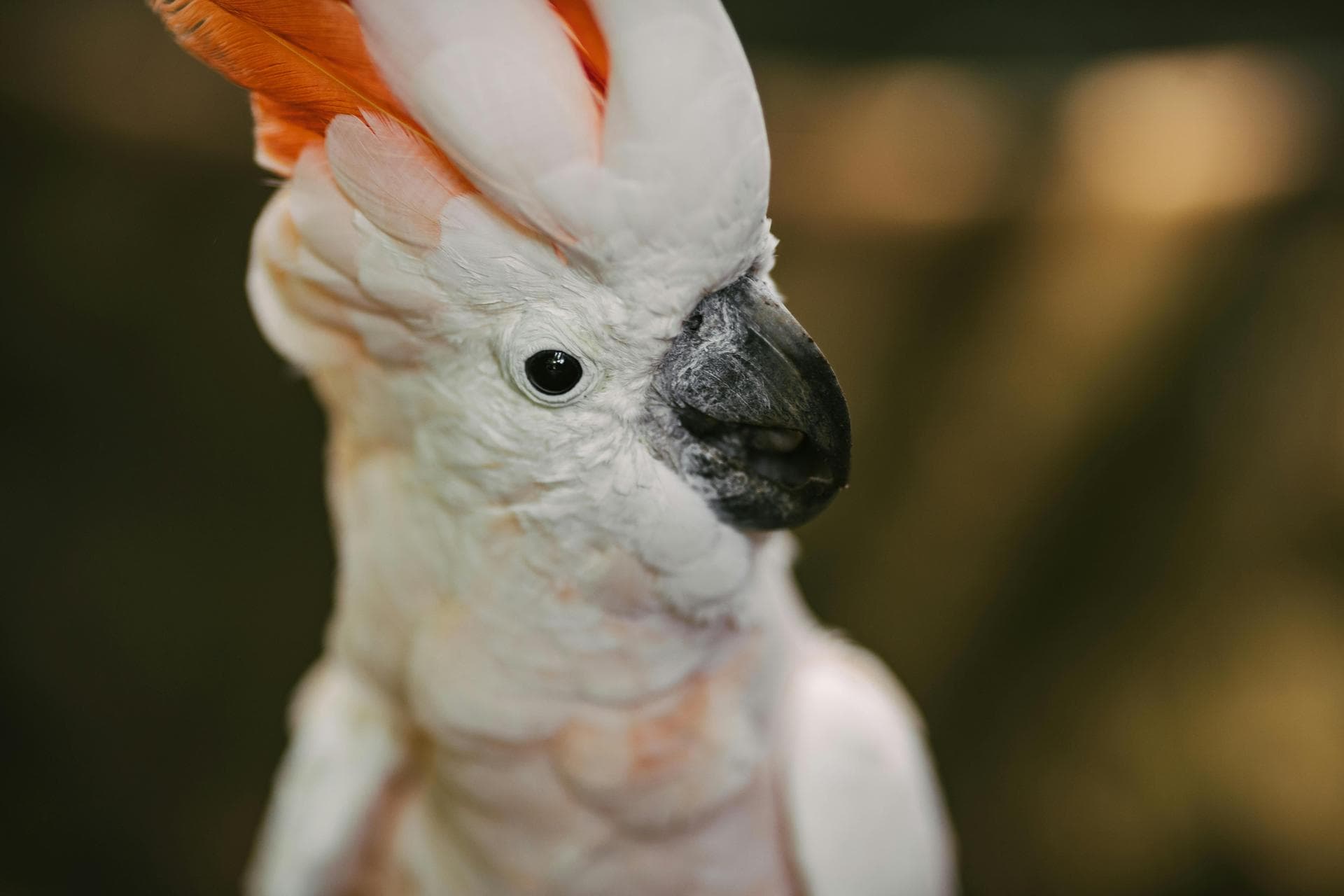 Exotic Exotic Pet Consultation Prices in Wrexham