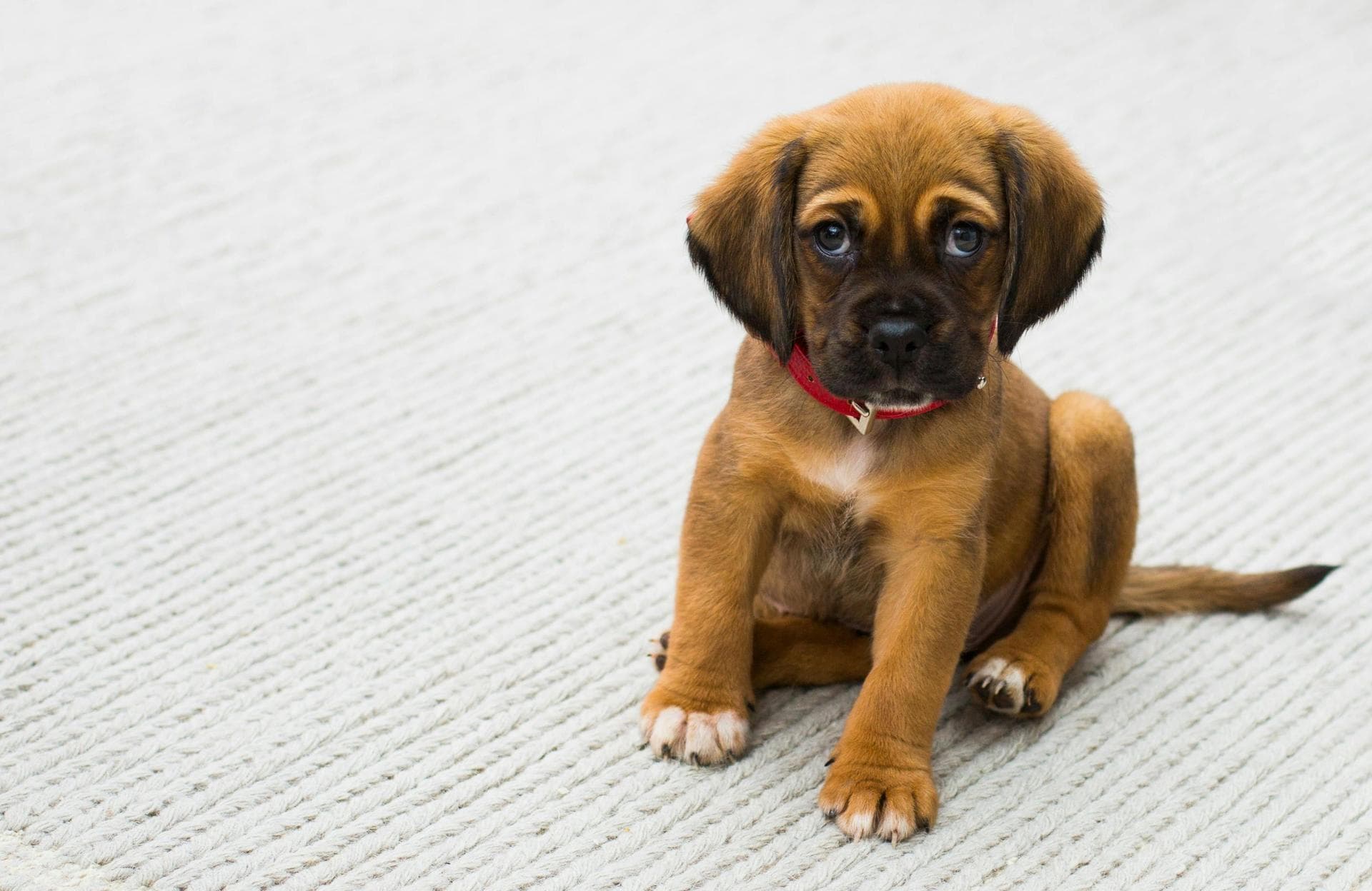 Dog Spay Castrate Neutering Prices in Wrexham