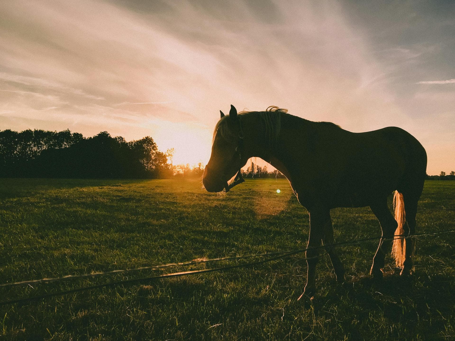 Specialist Vets in Wrexham