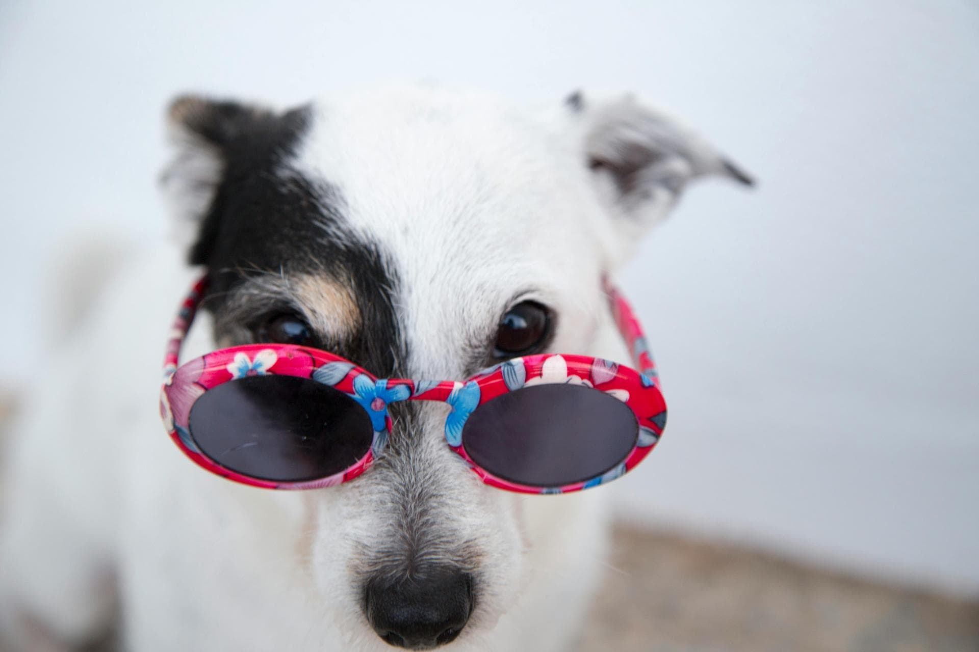Dog & Cat Vets in Wrexham