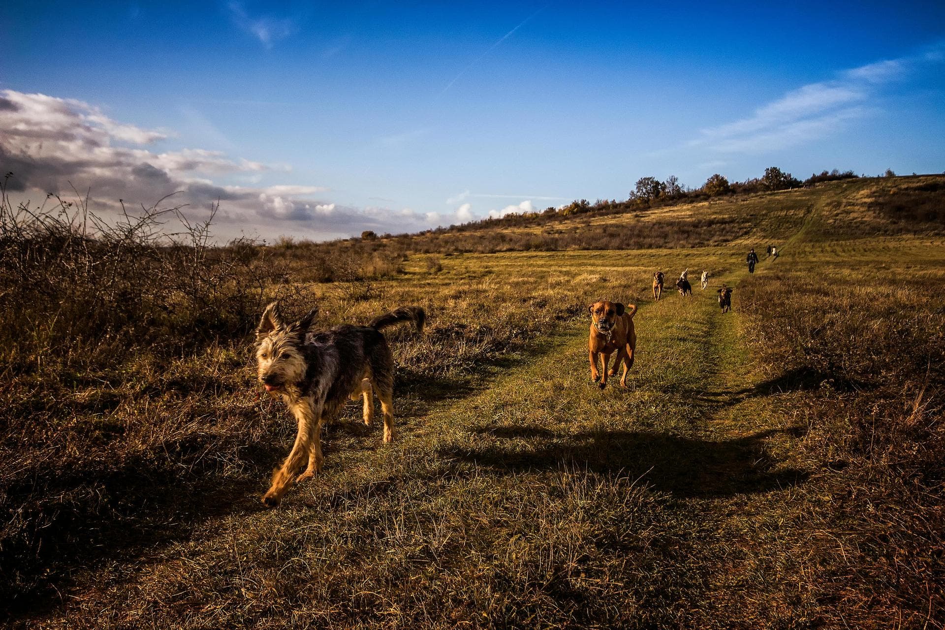 Annual Vaccination With Kennel Cough Prices in Wrexham