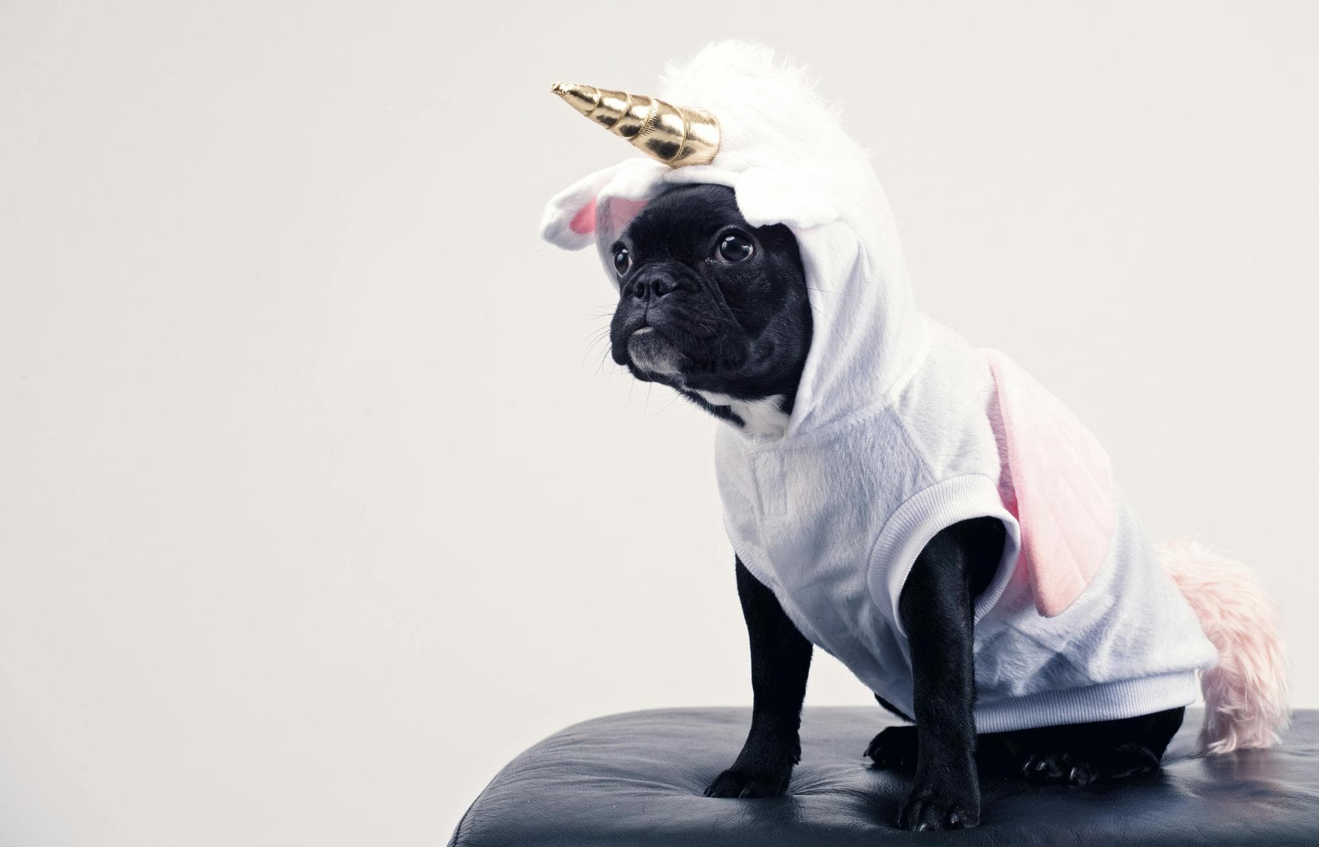 Dog Dental Prices in Wrexham