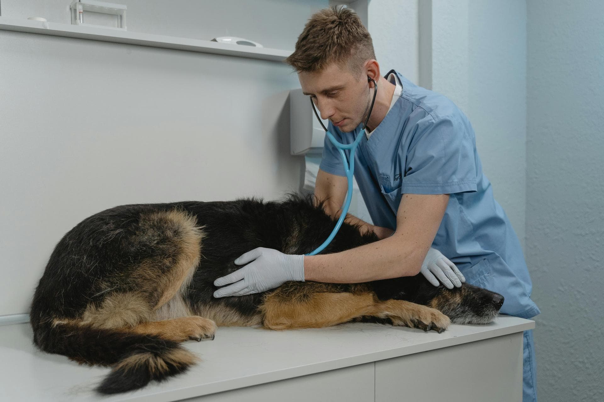 Dog & Cat Vets in Wrexham